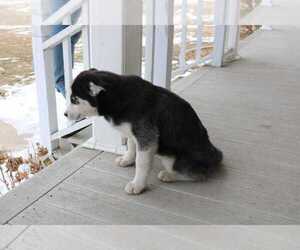 Siberian Husky Puppy for Sale in BENSON, Illinois USA