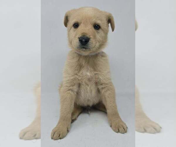 Medium Photo #2 Labrador Retriever-Unknown Mix Puppy For Sale in Brewster, NY, USA