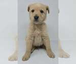 Small #1 Labrador Retriever Mix
