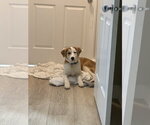Small #8 Saint Bernard Mix