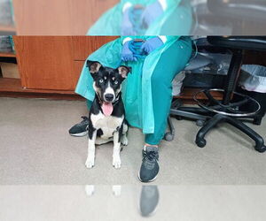 German Shepherd Dog-Siberian Husky Mix Dogs for adoption in Pasadena, CA, USA
