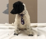 Small Photo #15 Poodle (Standard) Puppy For Sale in ORMOND BEACH, FL, USA