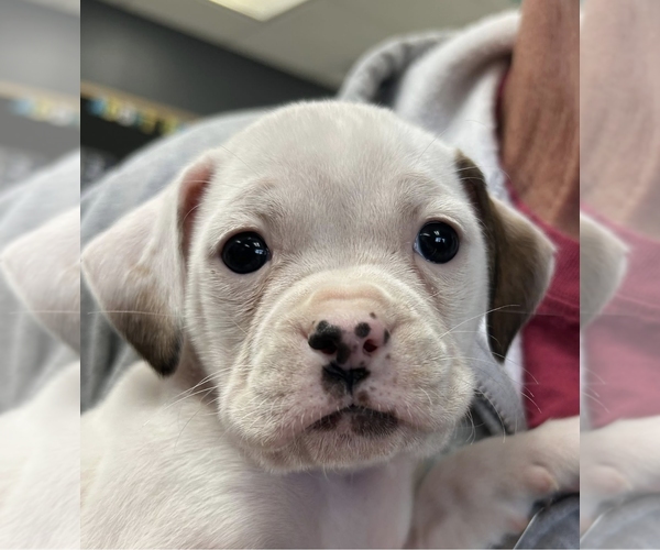 Medium Photo #1 Boxer-Unknown Mix Puppy For Sale in The Woodlands, TX, USA