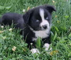 Miniature Australian Shepherd Puppy for sale in MILTON, WI, USA
