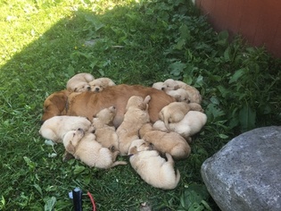 Golden Retriever Puppy for sale in LISBON, OH, USA