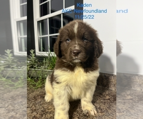 Medium Photo #2 Newfoundland Puppy For Sale in SHIPSHEWANA, IN, USA
