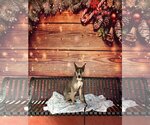 Small Photo #3 Australian Shepherd-German Shepherd Dog Mix Puppy For Sale in Techny, IL, USA