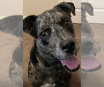 Small #4 Catahoula Leopard Dog