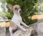 Small #3 Jack-Rat Terrier