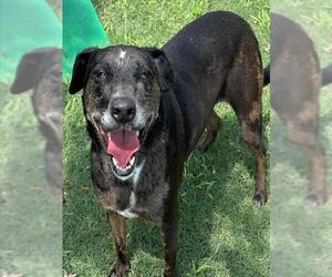 Labrador Retriever-Unknown Mix Dogs for adoption in Texas City, TX, USA