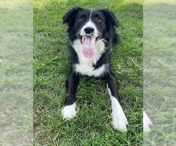 Medium Photo #1 Border Collie Puppy For Sale in Lee's Summit, MO, USA