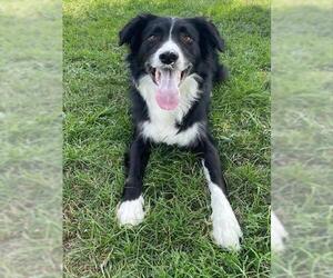Border Collie Dogs for adoption in Lee's Summit, MO, USA