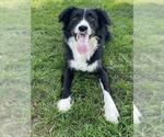 Small Border Collie