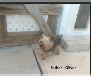 Father of the Yorkshire Terrier puppies born on 06/15/2025