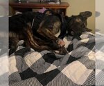 Small Photo #16 American Pit Bull Terrier-German Shepherd Dog Mix Puppy For Sale in Fargo, ND, USA