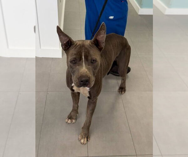 Medium Photo #3 Mutt Puppy For Sale in Pompano Beach , FL, USA