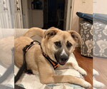 Small #2 German Shepherd Dog Mix