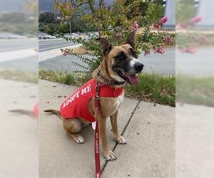 German Shepherd Dog-Unknown Mix Dogs for adoption in San Andreas, CA, USA