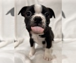 Small Photo #3 Boston Terrier Puppy For Sale in SNOHOMISH, WA, USA