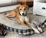 Small #7 Doberman Pinscher-Great Pyrenees Mix