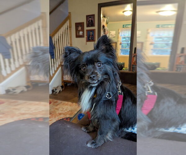 Medium Photo #4 Chion Puppy For Sale in Mundelein, IL, USA