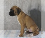 Puppy Smoky Boxer