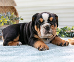 Small #4 Beabull-English Bulldog Mix