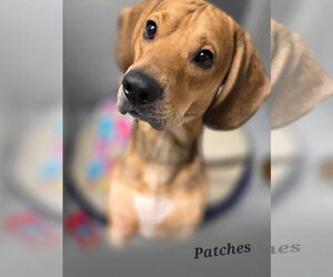 Bagle Hound Dogs for adoption in Brookville, OH, USA