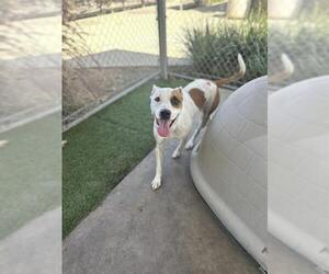 American Pit Bull Terrier-Unknown Mix Dogs for adoption in Chula Vista, CA, USA