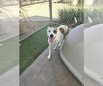 Small American Pit Bull Terrier Mix