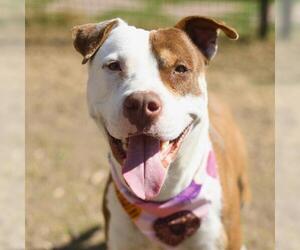 American Staffordshire Terrier-Unknown Mix Dogs for adoption in San Antonio, TX, USA