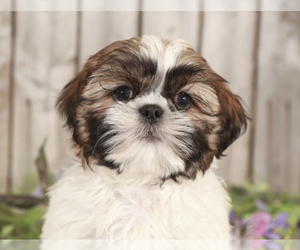 Shih Tzu Puppy for sale in MOUNT VERNON, OH, USA