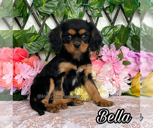 Cavalier King Charles Spaniel Puppy for sale in MIAMI, FL, USA