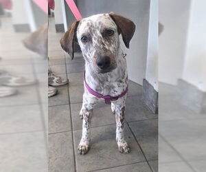Dalmatian-Unknown Mix Dogs for adoption in San Antonio, TX, USA
