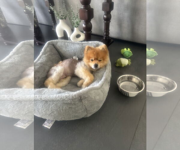 Medium Photo #4 Pomeranian Puppy For Sale in Phoenix, AZ, USA