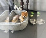 Small #3 Pomeranian