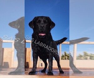 Father of the Labrador Retriever puppies born on 04/07/2026