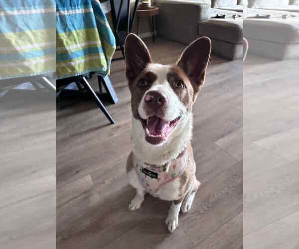 Medium Photo #7 American Pit Bull Terrier-Border Collie Mix Puppy For Sale in Princeton, MN, USA