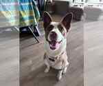Small #6 American Pit Bull Terrier-Border Collie Mix