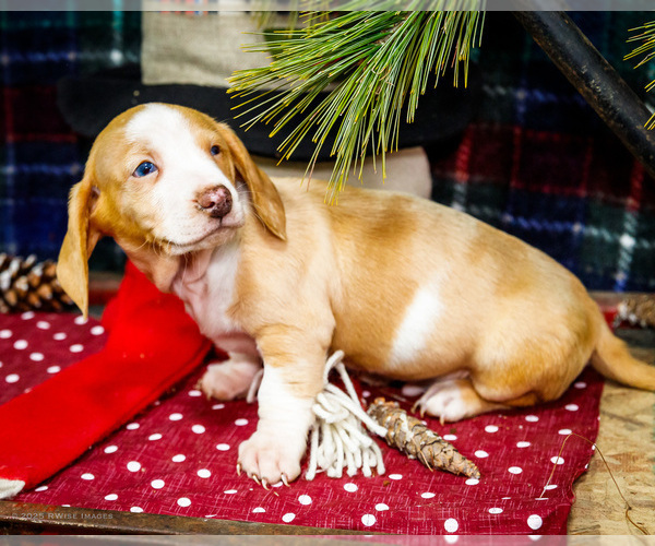 Medium Photo #23 Dachshund Puppy For Sale in WAKARUSA, IN, USA