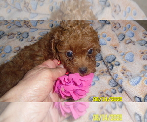 Poodle (Toy) Puppy for sale in DULUTH, GA, USA
