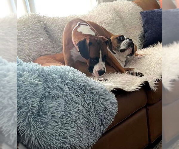 Medium Photo #10 Boxer Puppy For Sale in Dumont, NJ, USA
