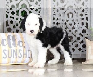 Sheepadoodle Puppy for sale in MOUNT VERNON, OH, USA