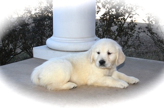 Golden Retriever Puppy for sale in KRUM, TX, USA