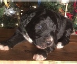 Small Photo #13 F2 Aussiedoodle Puppy For Sale in ARBA, IN, USA