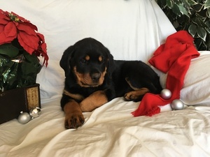 Rottweiler Puppy for sale in MOHNTON, PA, USA