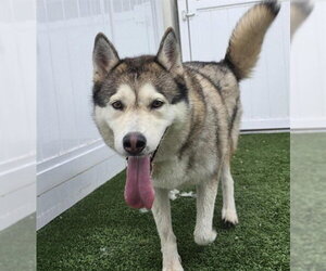 Siberian Husky-Unknown Mix Dogs for adoption in Palmetto, FL, USA