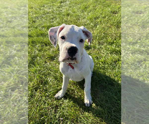 Medium Photo #1 Boxer Puppy For Sale in STRUM, WI, USA