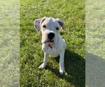 Puppy Bernard Boxer