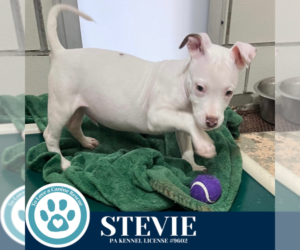Medium Photo #3 American Pit Bull Terrier-Unknown Mix Puppy For Sale in Kimberton, PA, USA